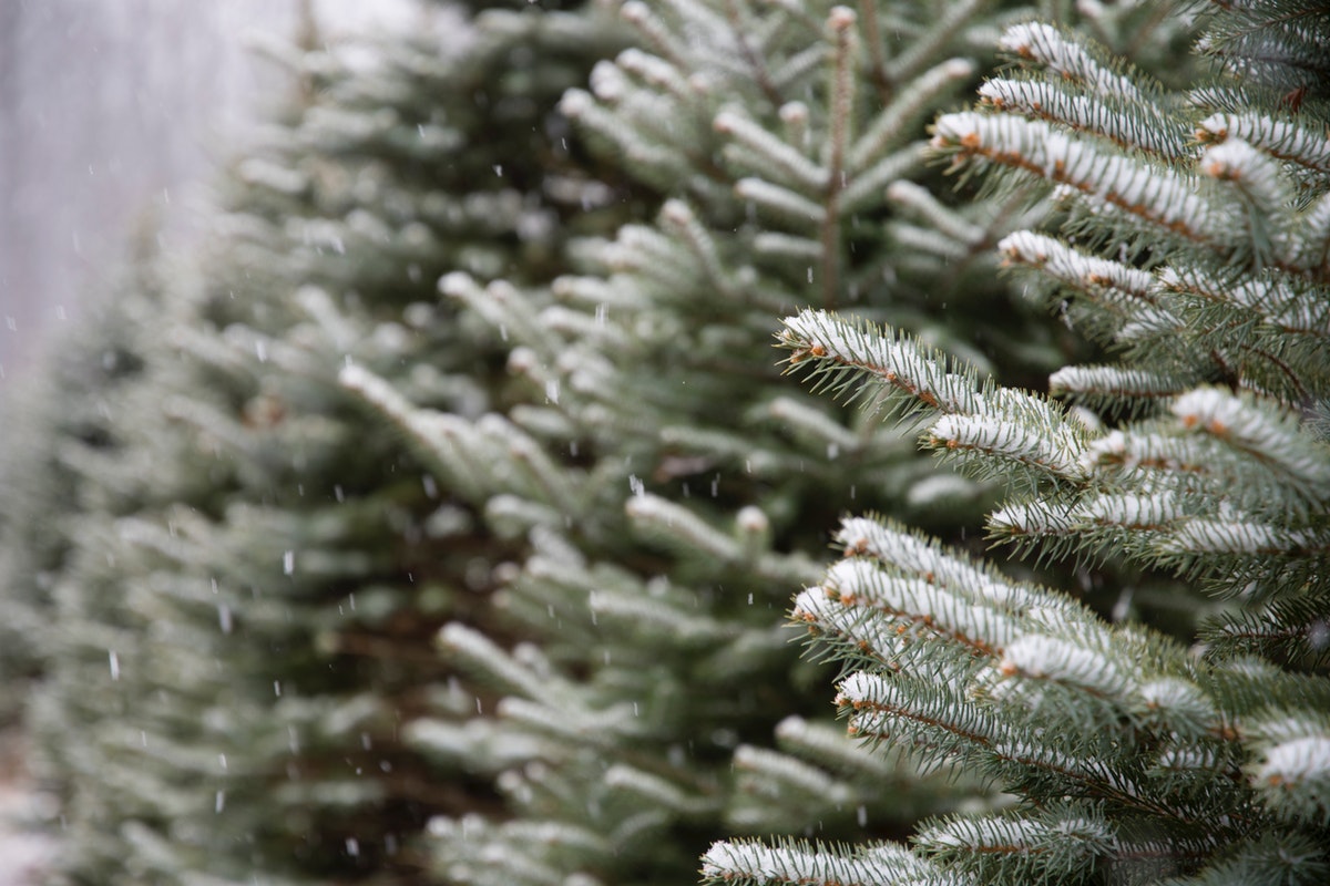 Live Christmas trees in the rain.