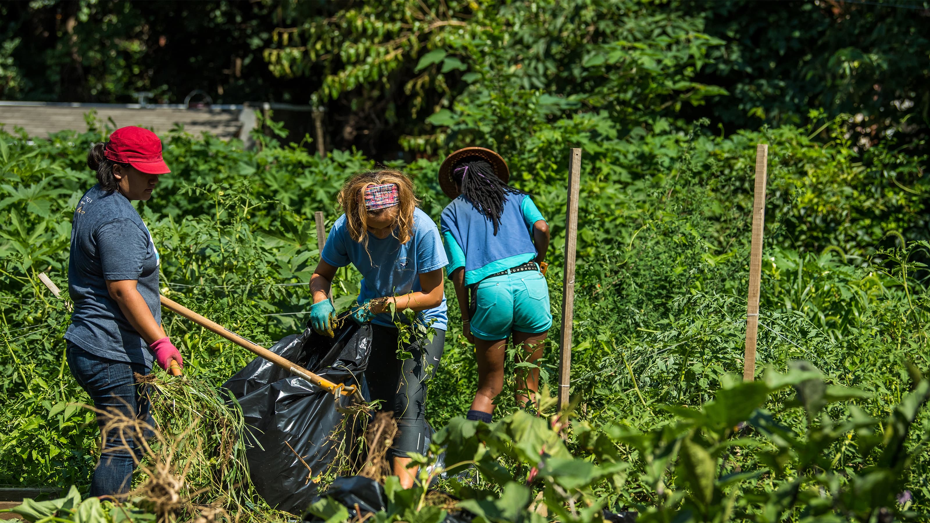 Three female college students working in a community garden