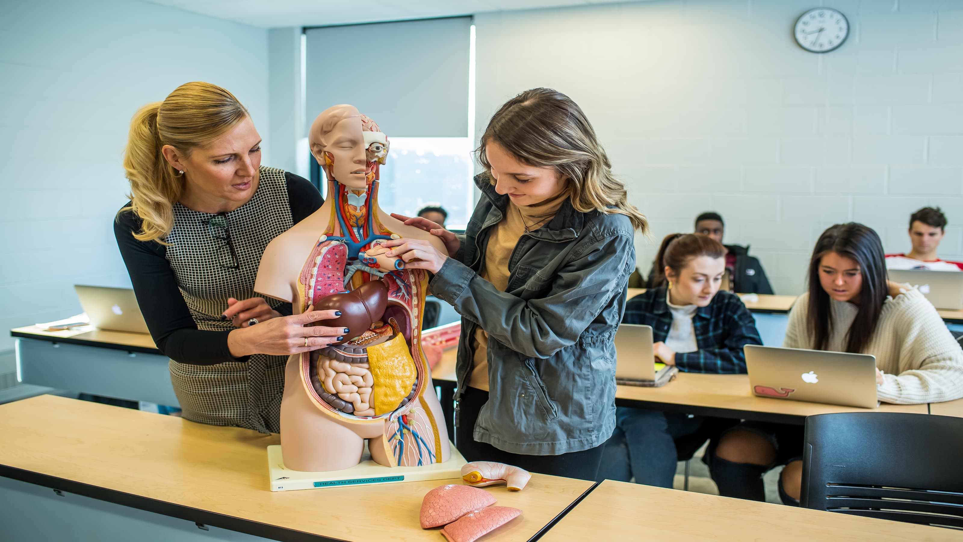 Students work on a model of the human body in a classroom.