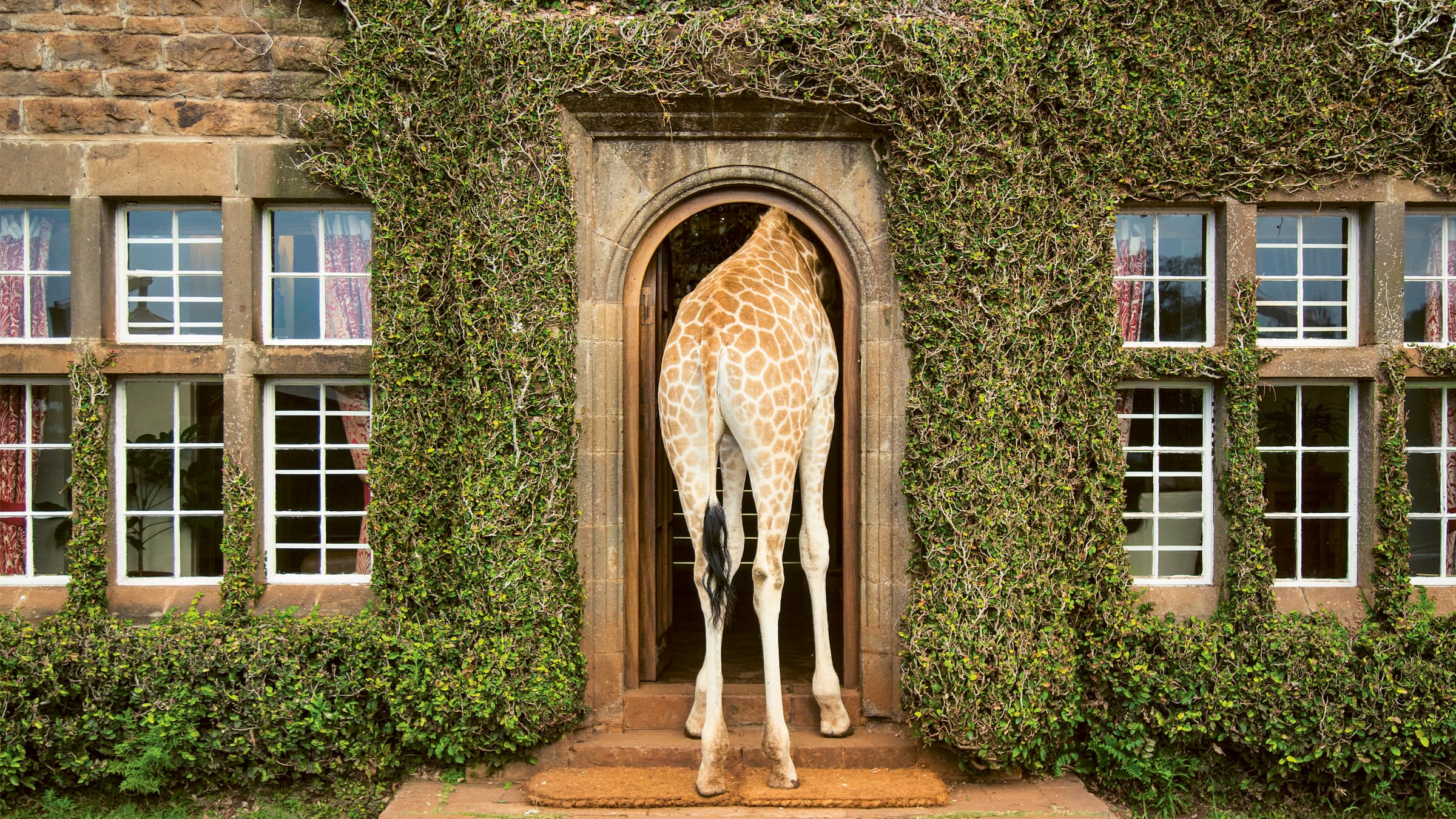 Giraffe walking into doorway of stone building covered in ivy