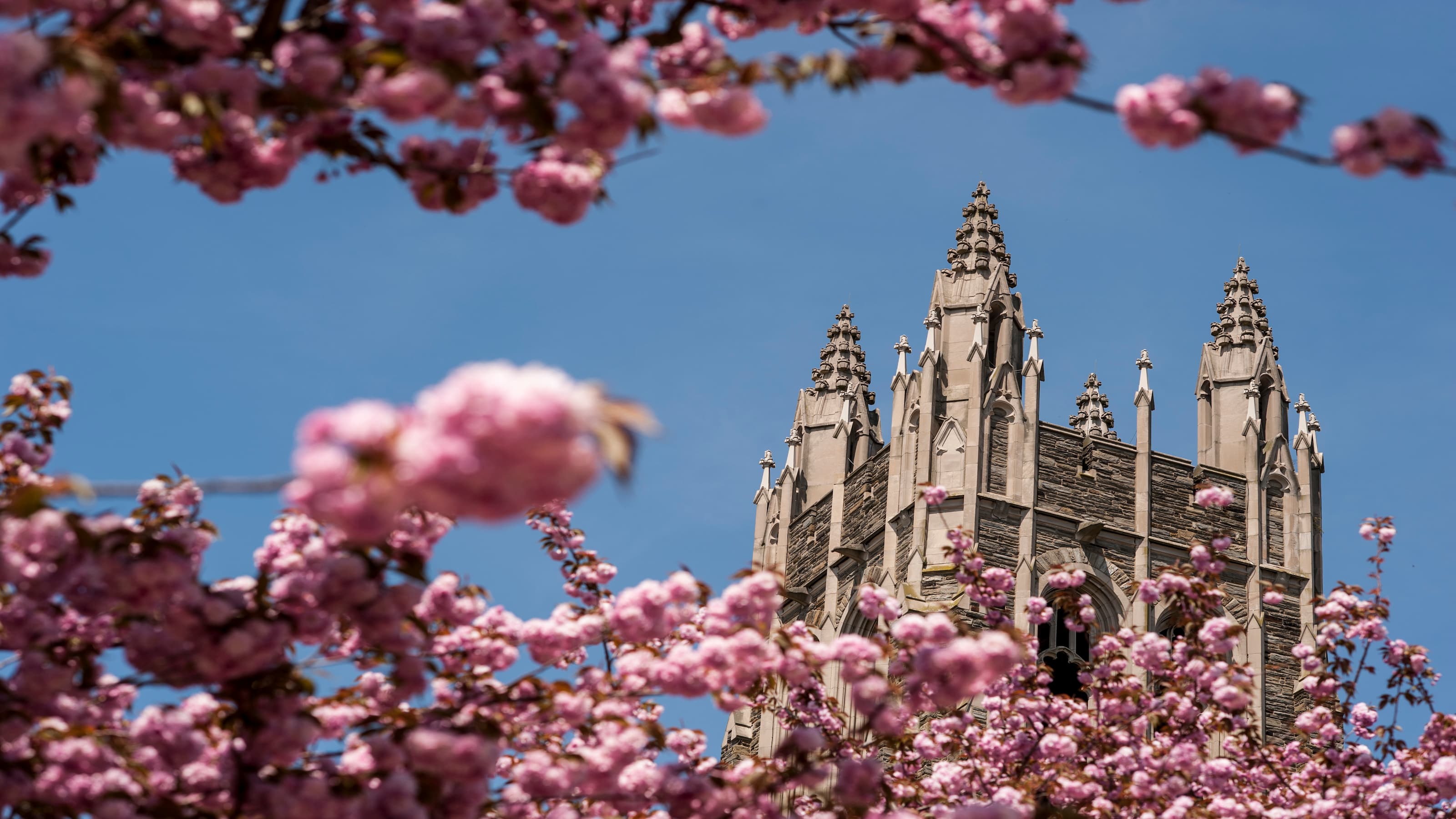 Barbelin Hall seen through blooming cherry blossom. 