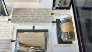 Herbs of Heritage: selection of belladonna specimens and NFCS entries, case detail