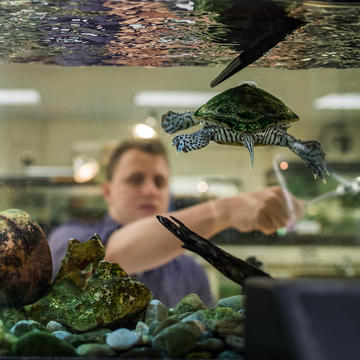 biology student pointing at turtle in tank
